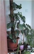 monstera